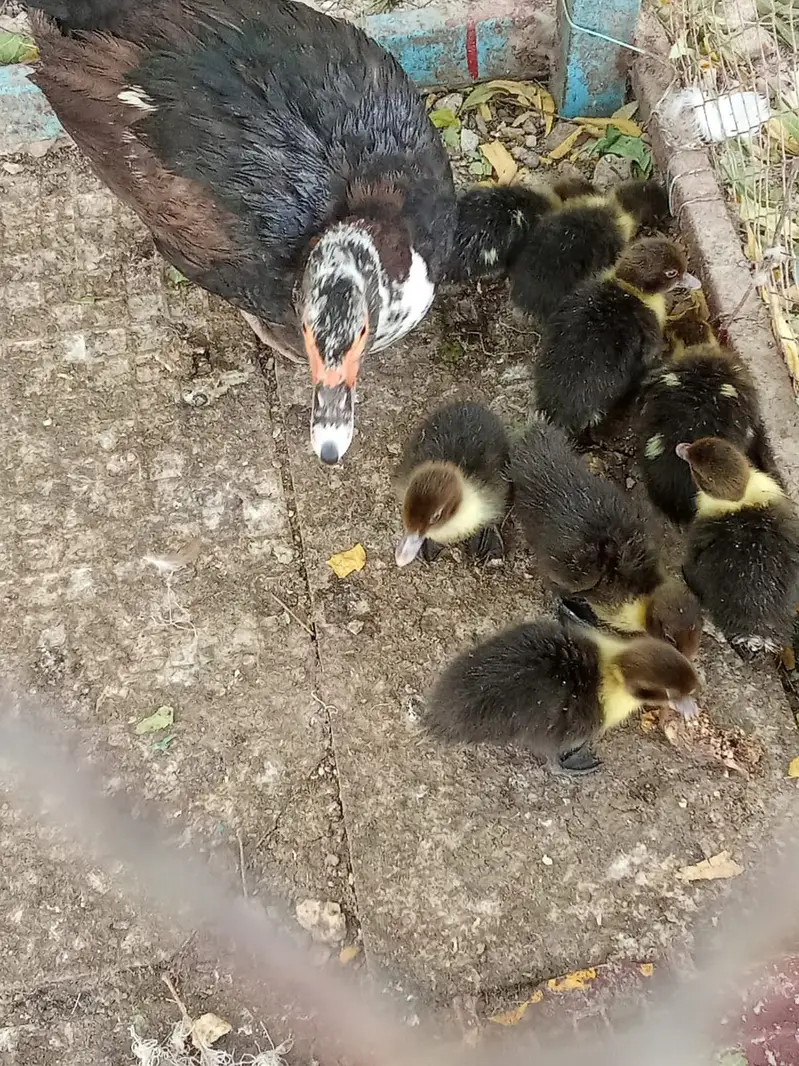 Available for sale ducks pair 2 breeds Balck and White — photo 2