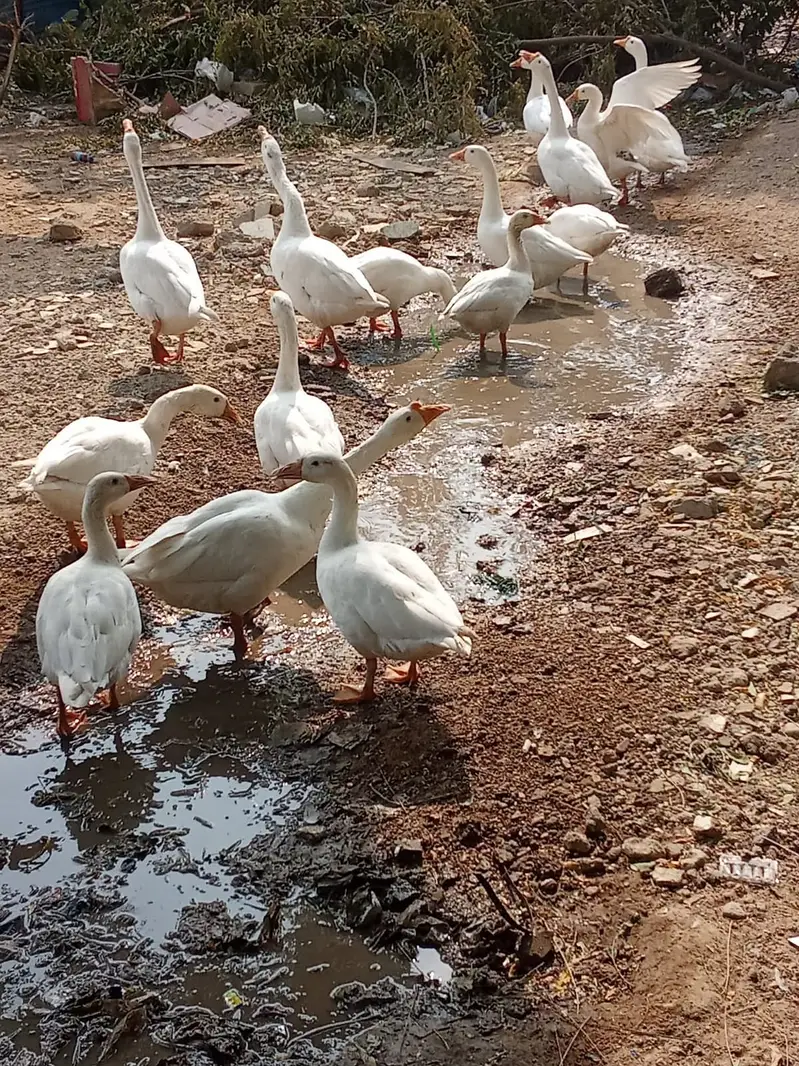 Available for sale ducks pair 2 breeds Balck and White — photo 3