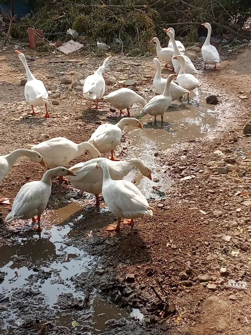 Available for sale ducks pair 2 breeds Balck and White — photo 4