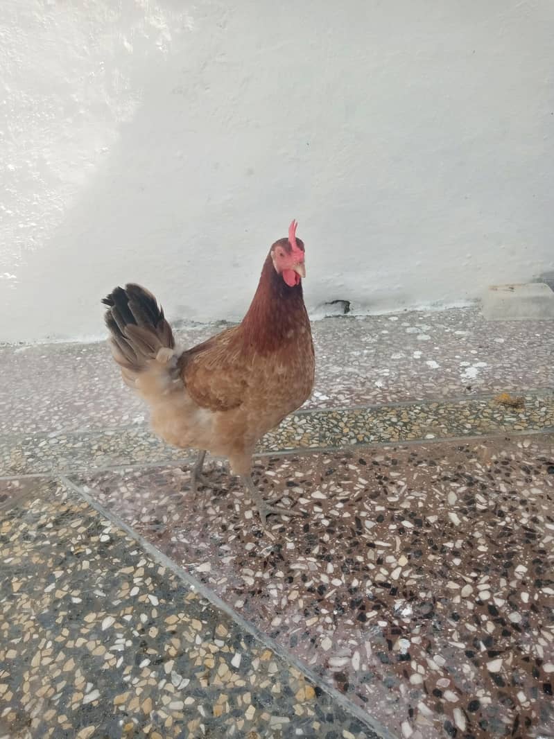 Hens egg 0