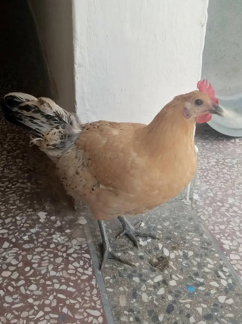 Hens egg — photo 2