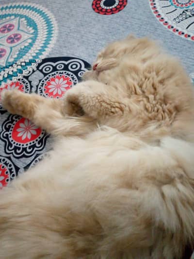 persian triple coat fluffy cat