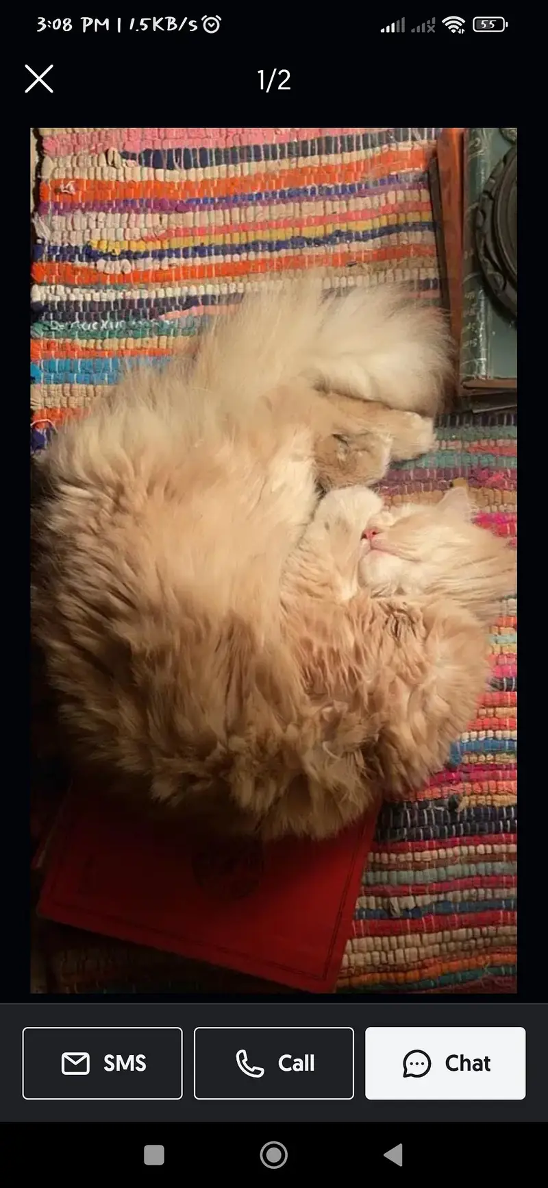 persian triple coat fluffy cat — photo 4