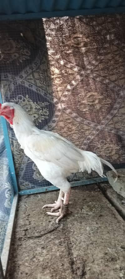 Bhatu axha aseel murga ha jies ko samj ai wo rabta Kara
