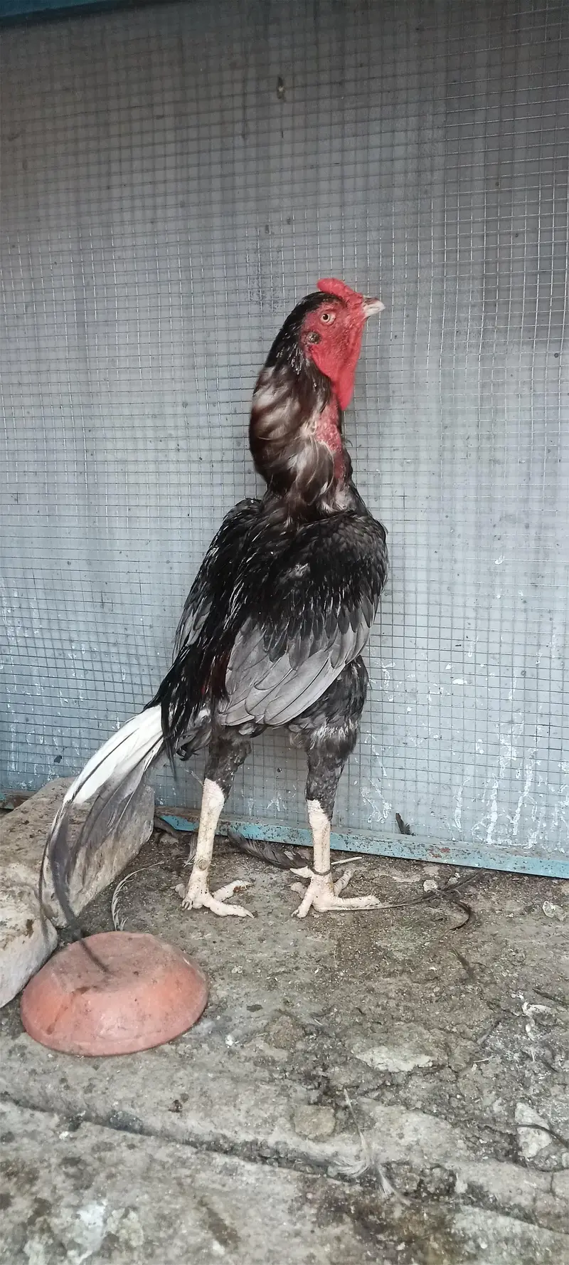 Bhatu axha aseel murga ha jies ko samj ai wo rabta Kara — photo 2