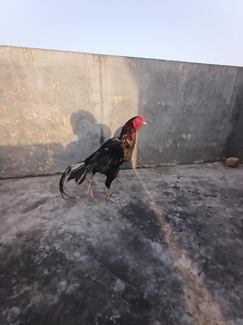 Bhatu axha aseel murga ha jies ko samj ai wo rabta Kara — photo 3