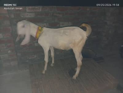 Rajanpuri White Bakra