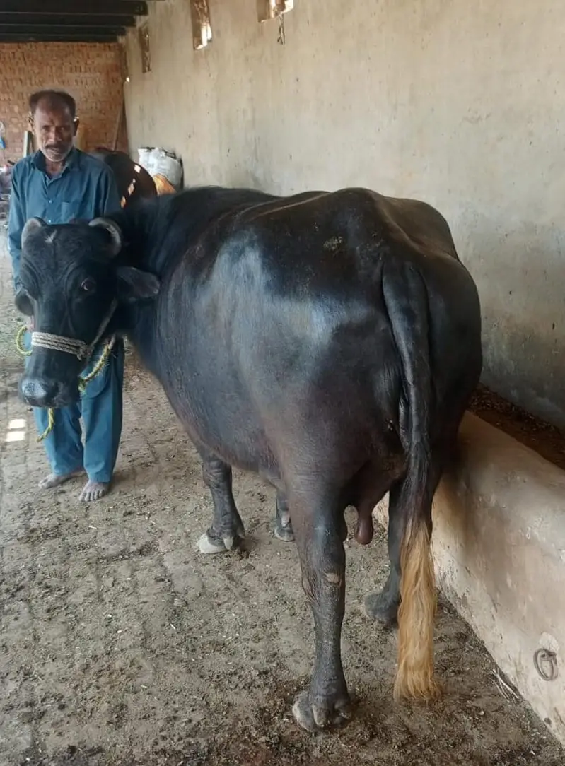 تیار بھینس  سیل کے لیے دستیاب ہے — photo 2
