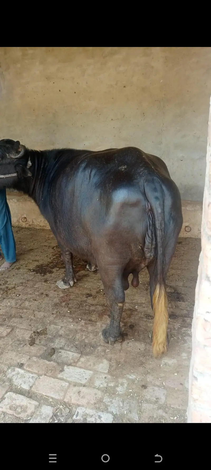 تیار بھینس  سیل کے لیے دستیاب ہے — photo 3