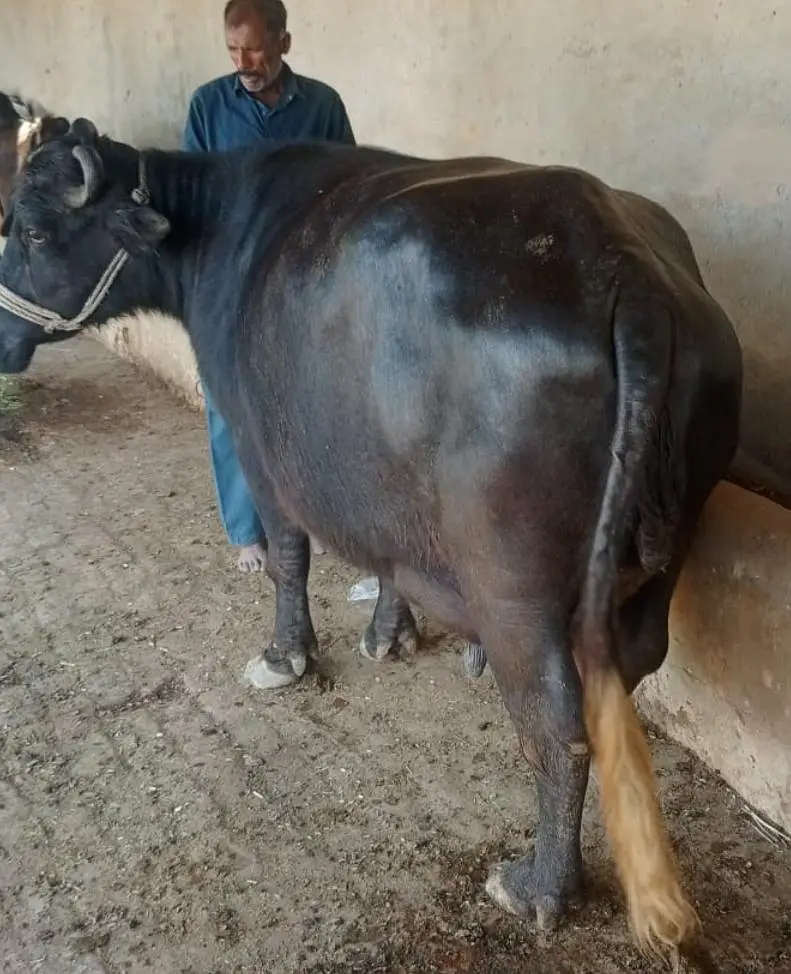 تیار بھینس  سیل کے لیے دستیاب ہے — photo 4