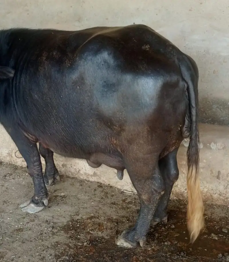 تیار بھینس  سیل کے لیے دستیاب ہے — photo 5