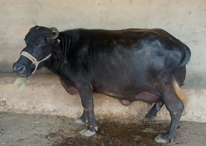 تیار بھینس  سیل کے لیے دستیاب ہے — photo 6