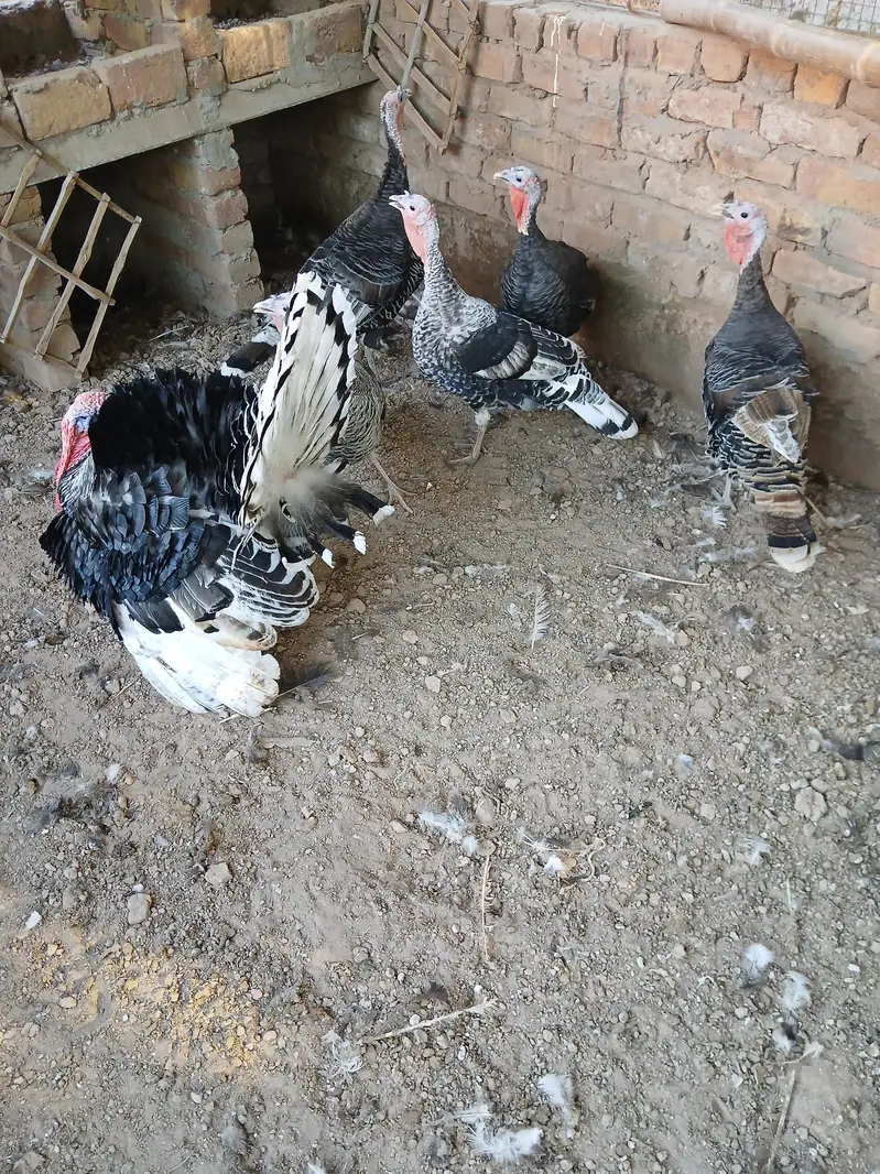Pied Breeder Pair — photo 2