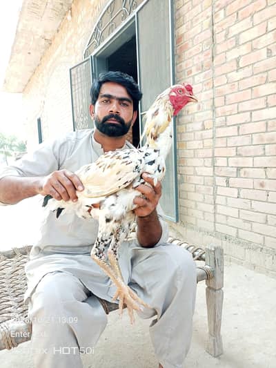 Sohail Meo aseel birds