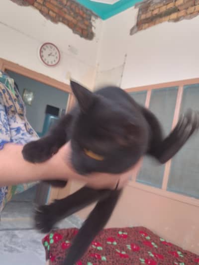 Black cat for sale black cat yellow eyes