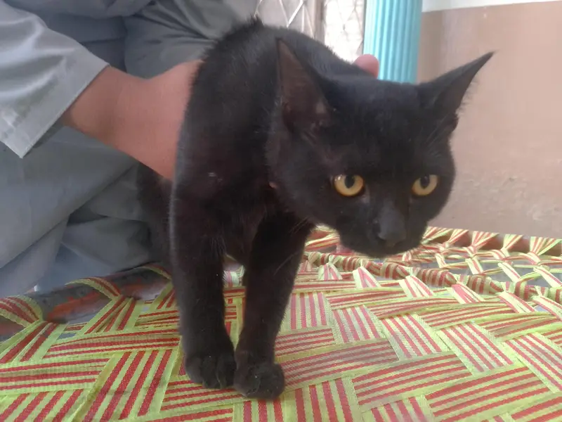 Black cat for sale black cat yellow eyes — photo 3