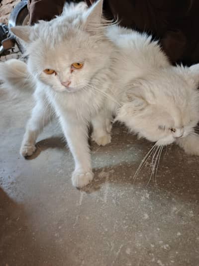 2 cats 2 1 male or female
