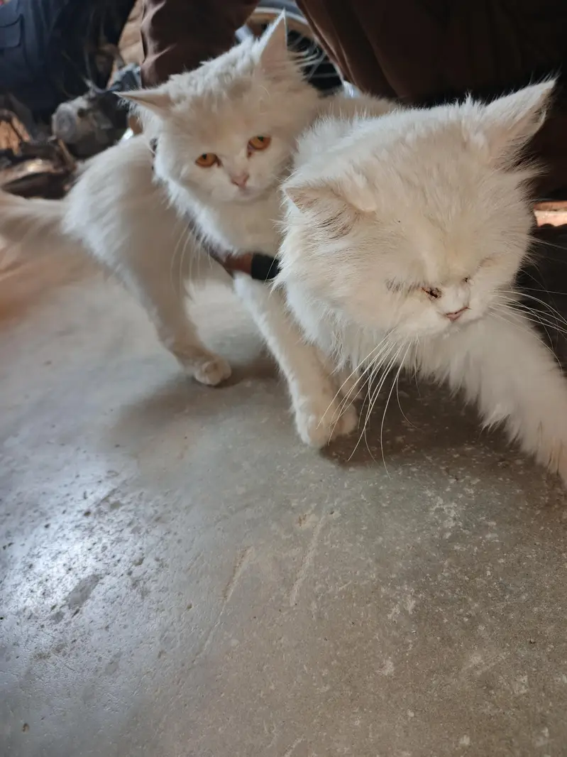 2 cats 2 1 male or female — photo 2