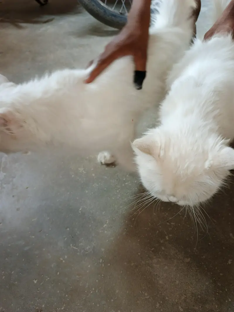 2 cats 2 1 male or female — photo 3