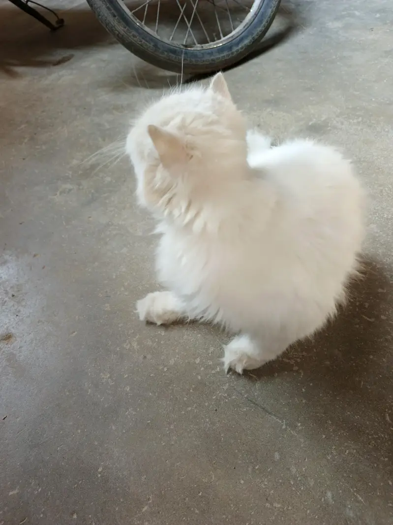2 cats 2 1 male or female — photo 9
