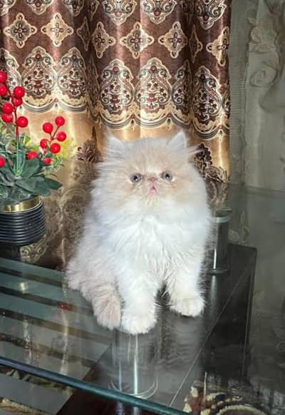 Persian or ragdoll pure breed kittens available for sale
