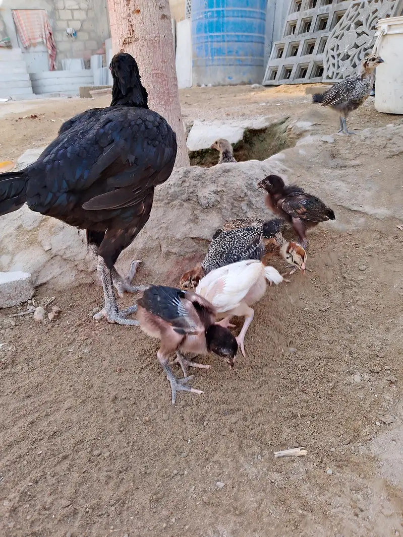 Black hen & seven baby — photo 2