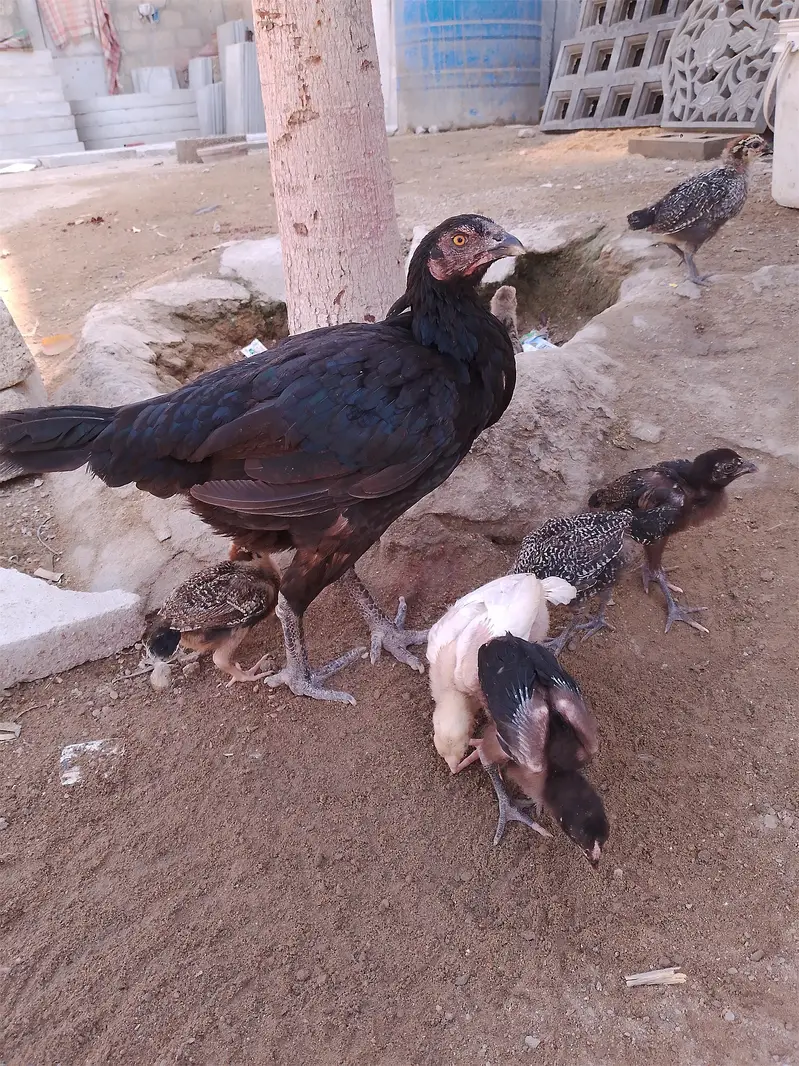 Black hen & seven baby — photo 3
