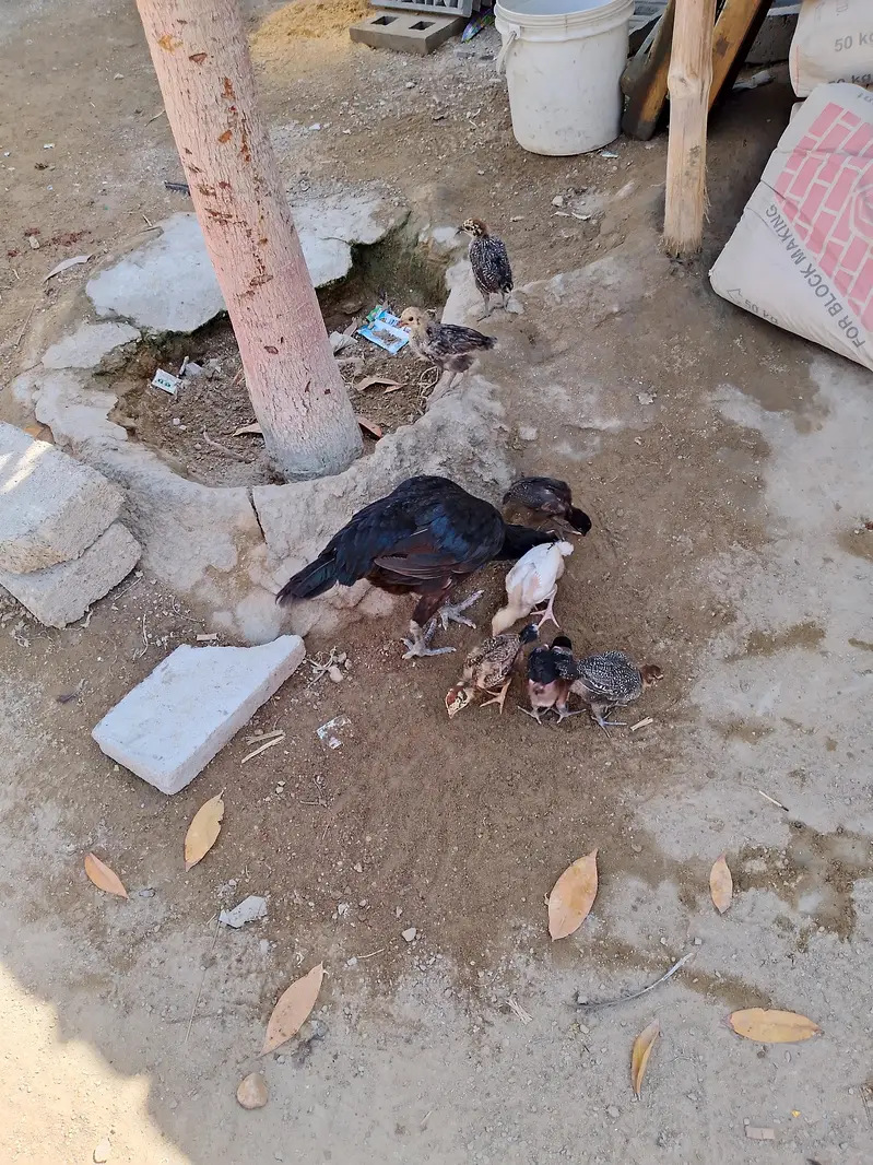 Black hen & seven baby — photo 4