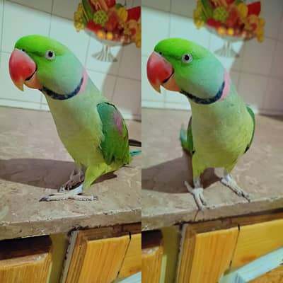 Raw parrot full tame full face to face talking never bite fly tame hai
