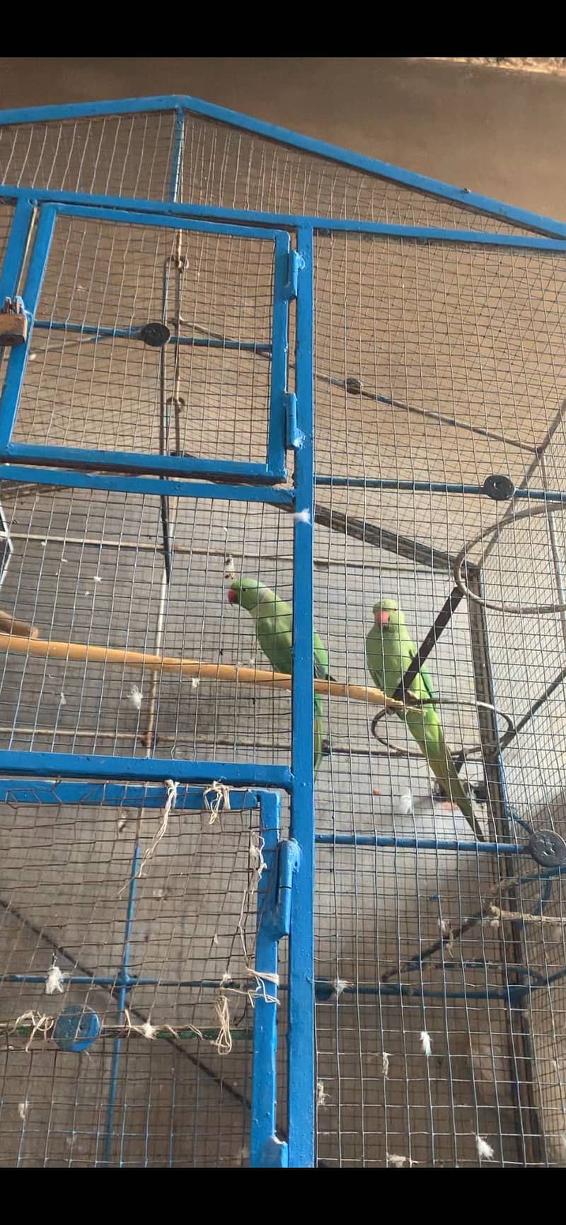 Birder 0