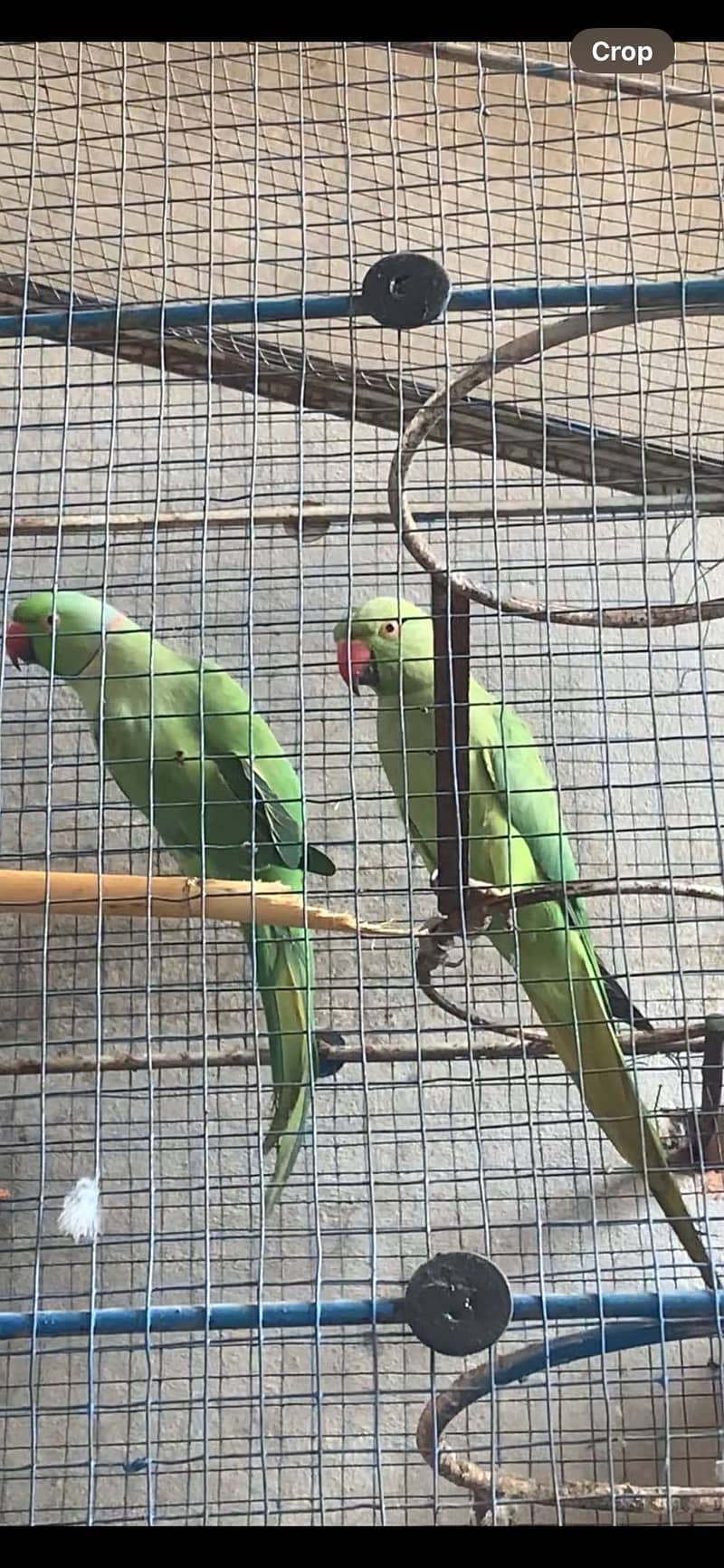 Birder 2
