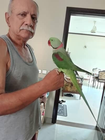 Pahari Male. Hand Tame and Toking With Cage.