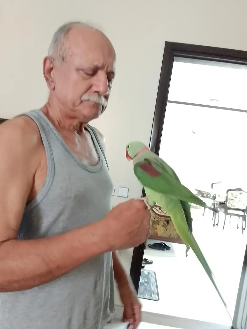 Pahari Kasmiri Male. Hand Tame and Taking With Cage. — photo 2