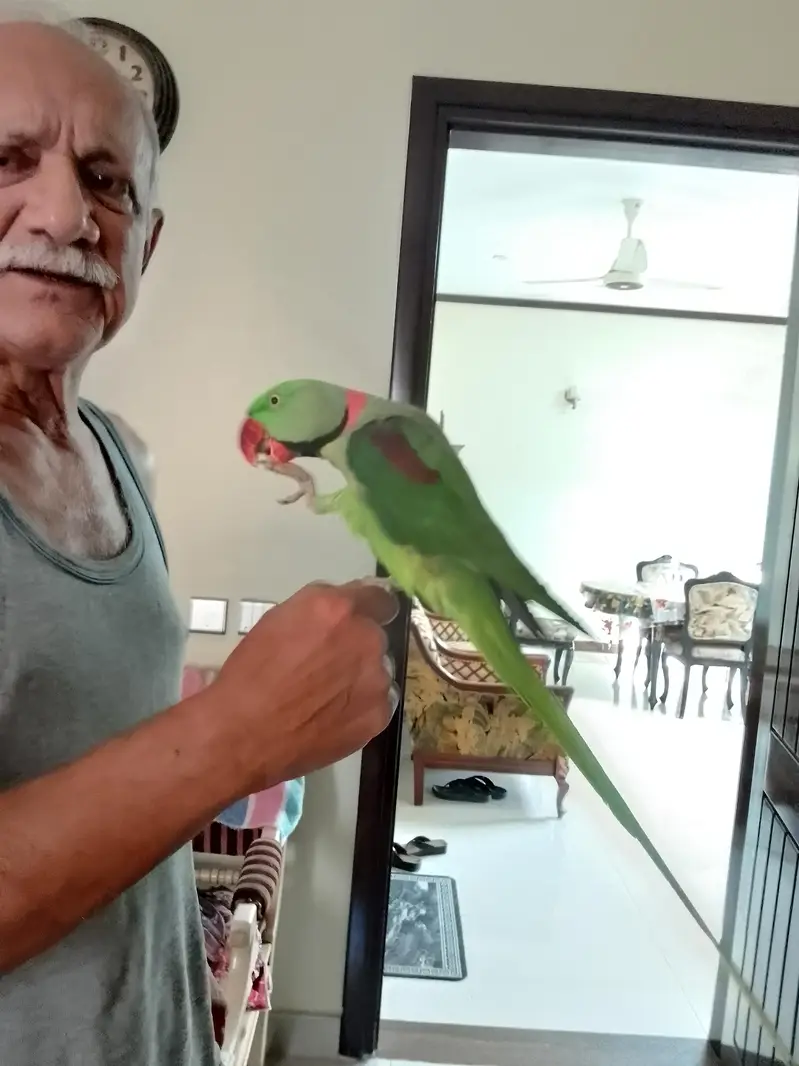 Pahari Kasmiri Male. Hand Tame and Taking With Cage. — photo 3