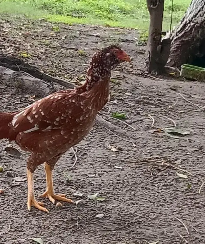 Pure aseel hen — photo 2
