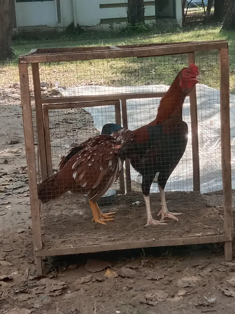 Pure aseel hen — photo 3