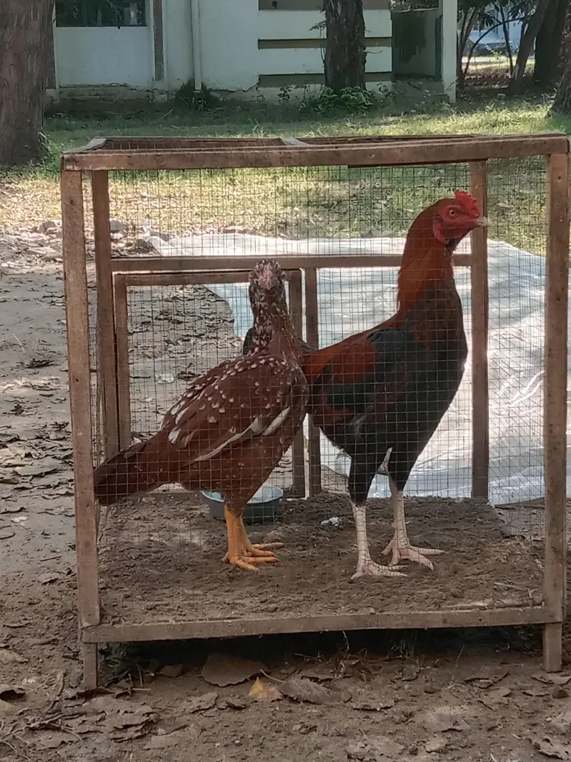 Pure aseel hen — photo 4