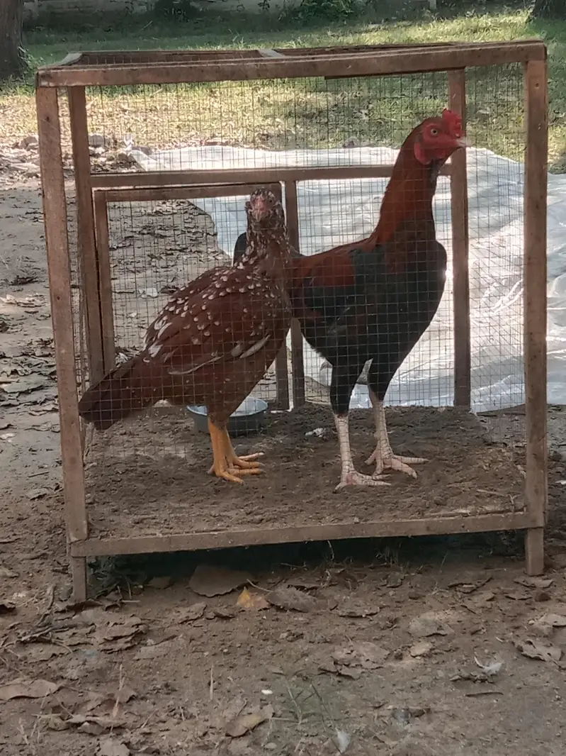 Pure aseel hen — photo 5