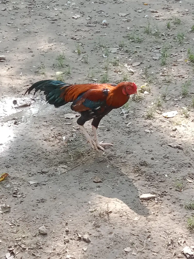 Pure aseel hen — photo 6