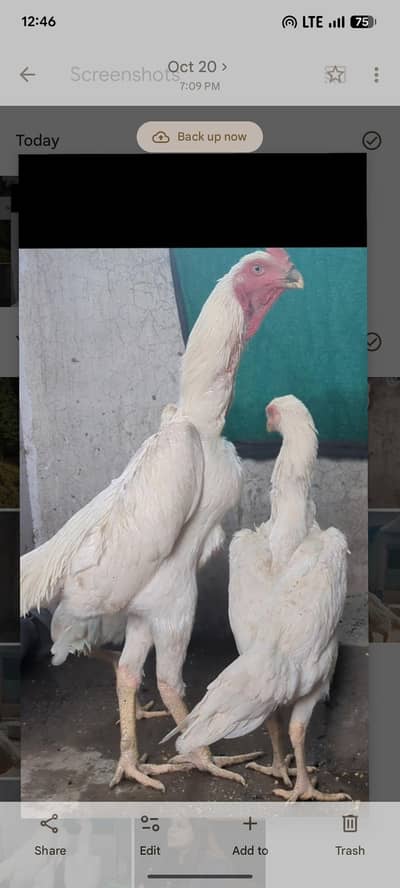 long heighted German white o shamo | shamo chicks | white shamo |