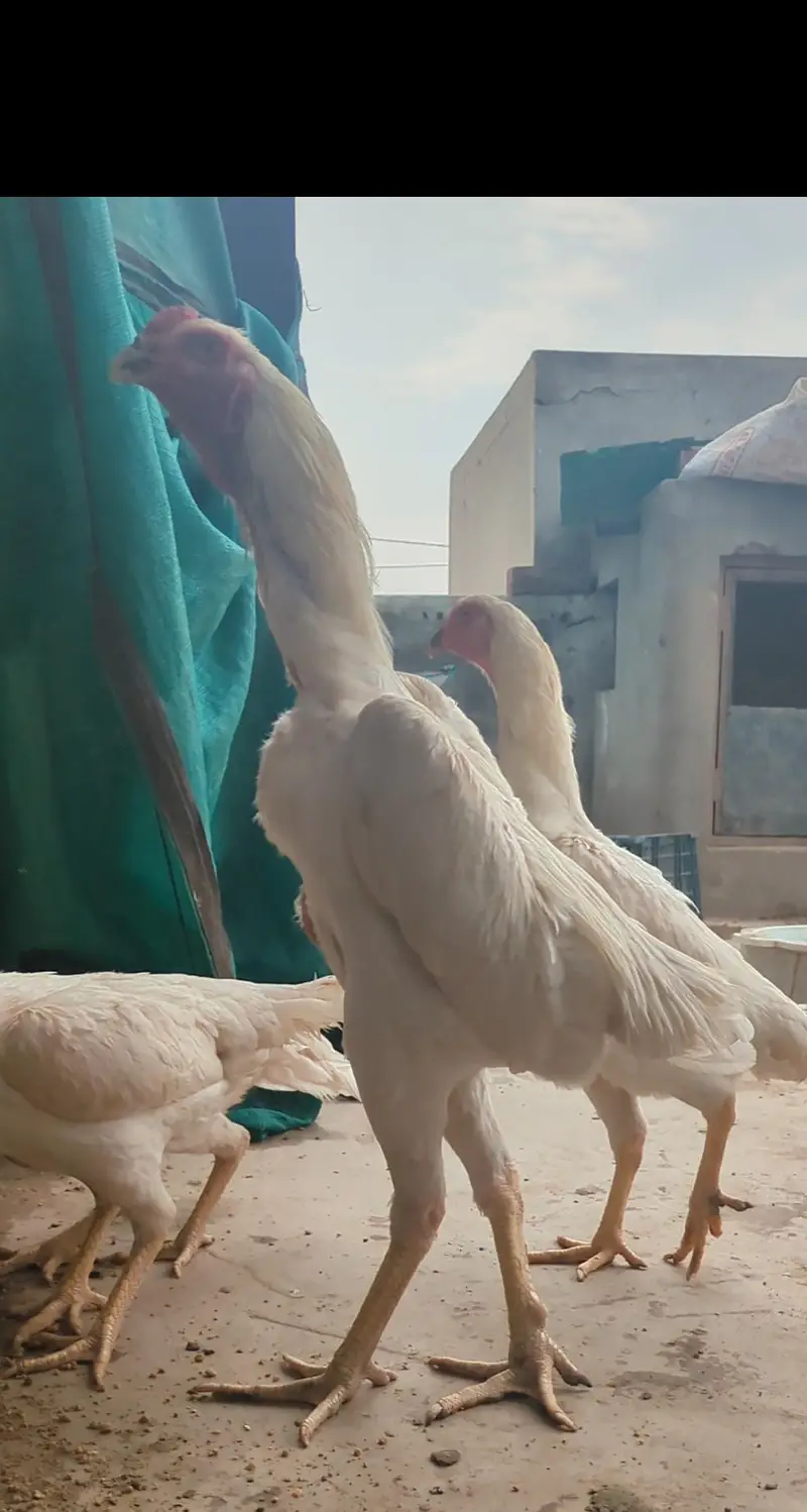 long heighted German white o shamo | shamo chicks | white shamo | — photo 2