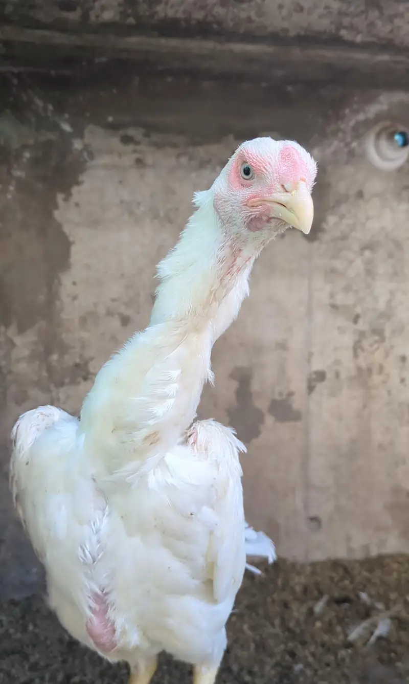 long heighted German white o shamo | shamo chicks | white shamo | — photo 3