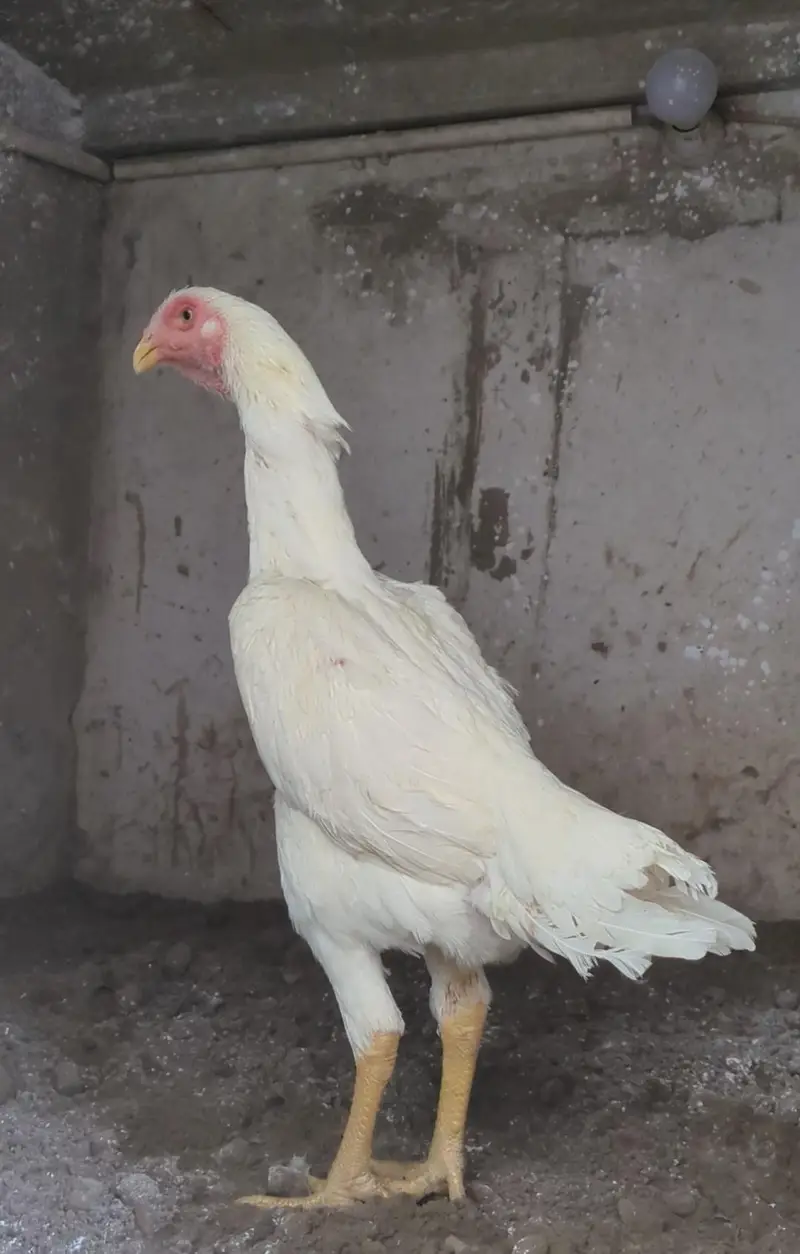 long heighted German white o shamo | shamo chicks | white shamo | — photo 4