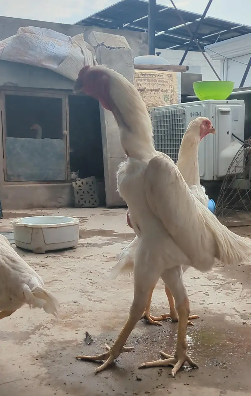 long heighted German white o shamo | shamo chicks | white shamo | — photo 5