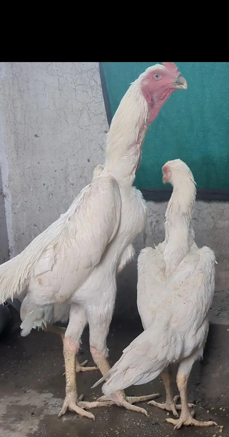long heighted German white o shamo | shamo chicks | white shamo | — photo 6