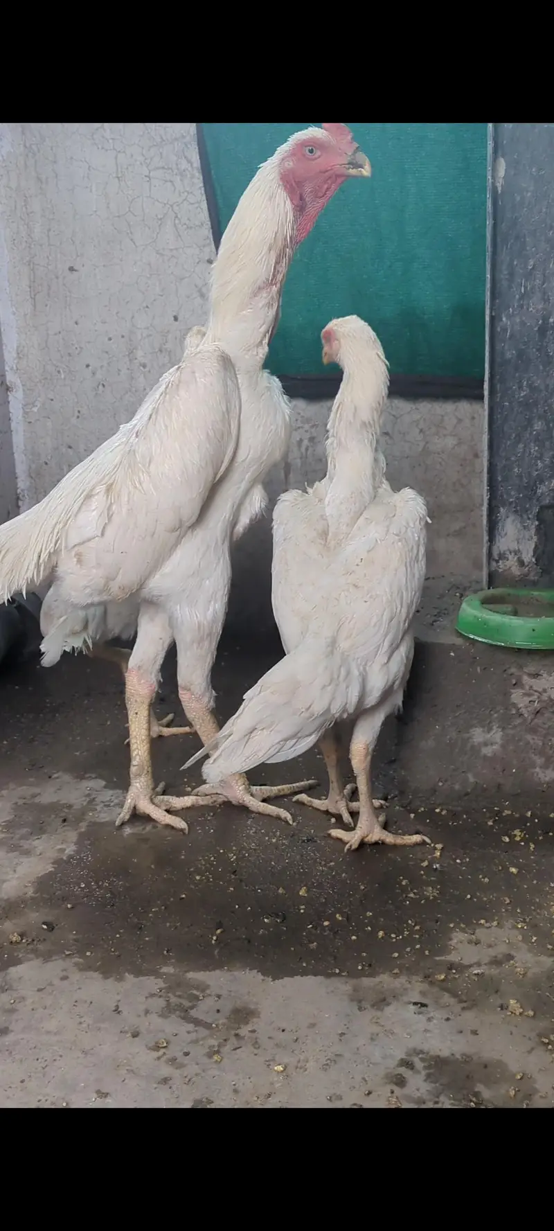long heighted German white o shamo | shamo chicks | white shamo | — photo 7