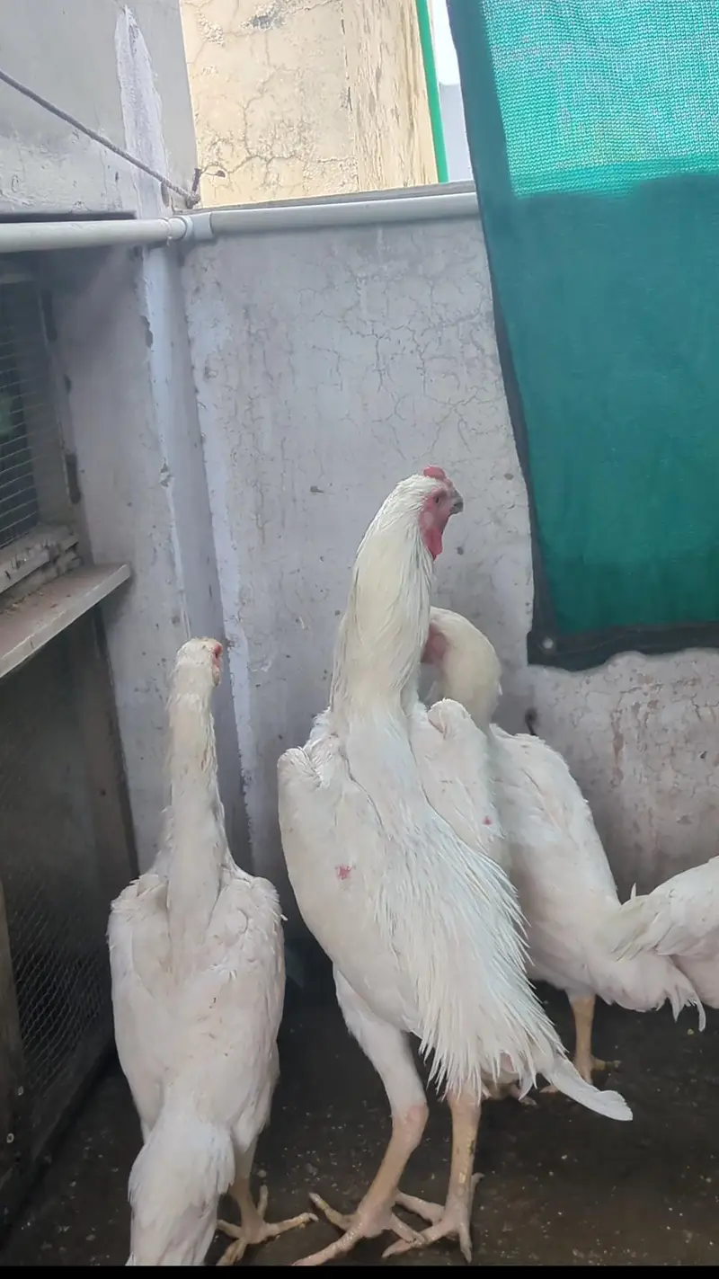 long heighted German white o shamo | shamo chicks | white shamo | — photo 8