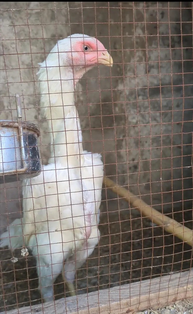 long heighted German white o shamo | shamo chicks | white shamo | — photo 9