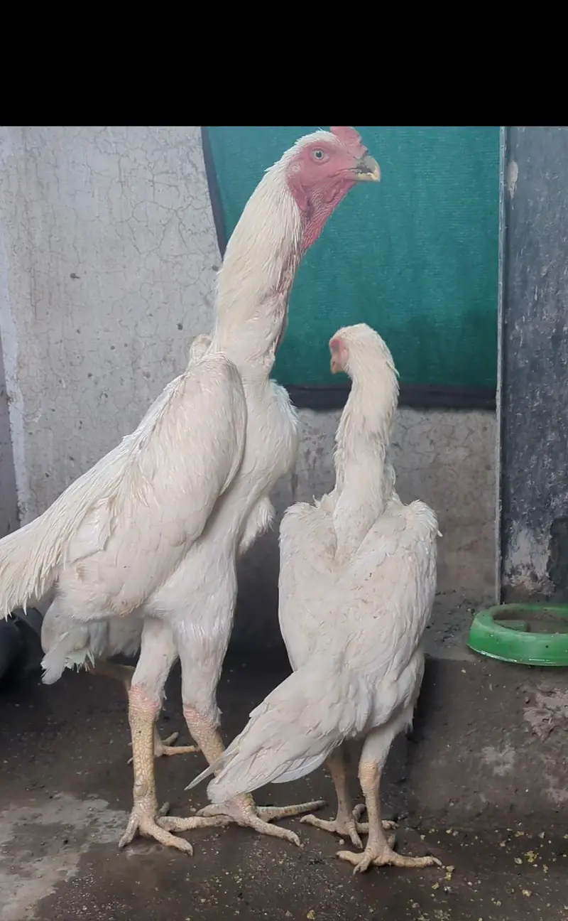 long heighted German white o shamo | shamo chicks | white shamo | — photo 10
