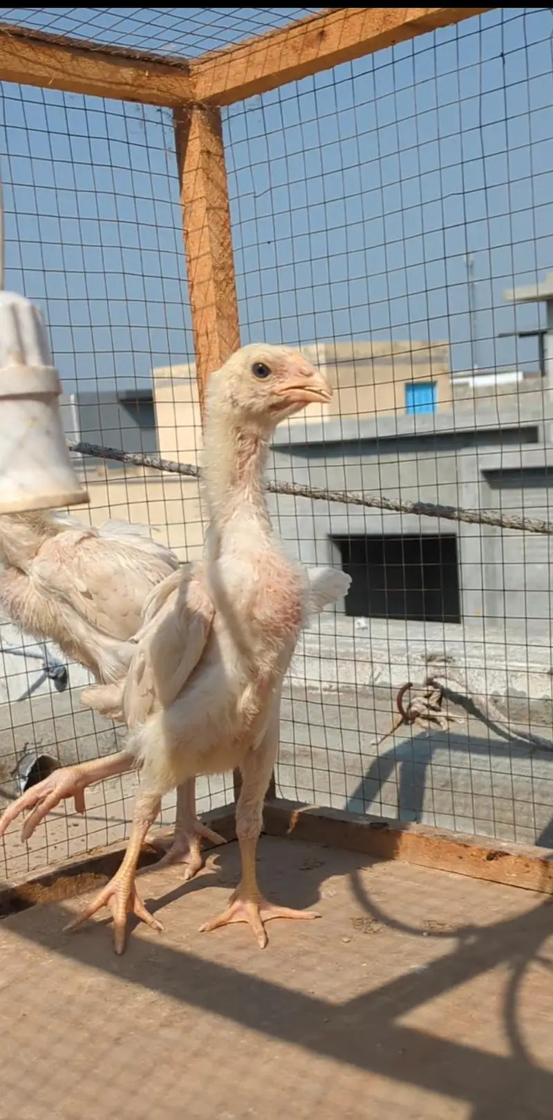 long heighted German white o shamo | shamo chicks | white shamo | — photo 12